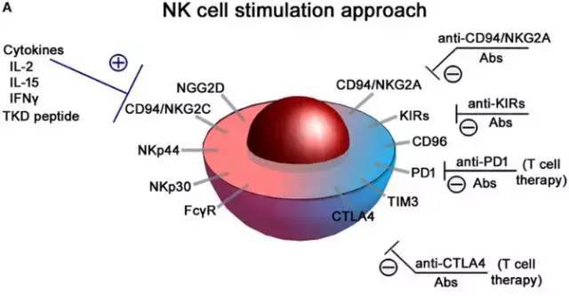 NK细胞免疫疗法，或将成为晚期癌症治疗最佳选择