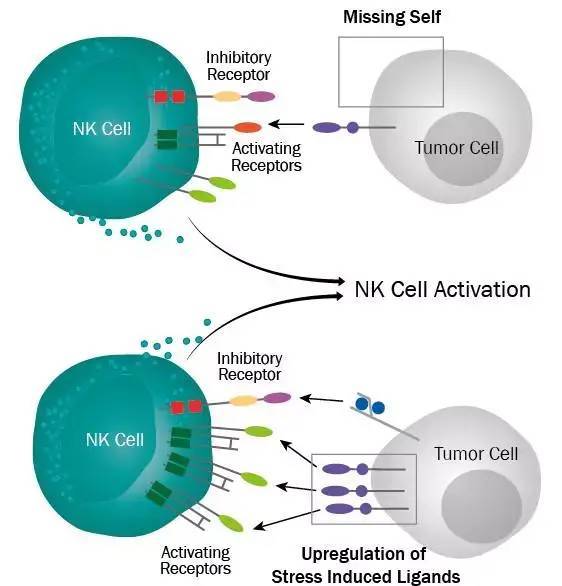 NK细胞免疫疗法，或将成为晚期癌症治疗最佳选择