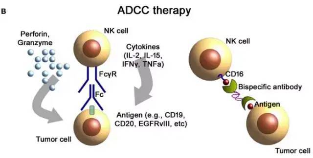 NK细胞免疫疗法，或将成为晚期癌症治疗最佳选择