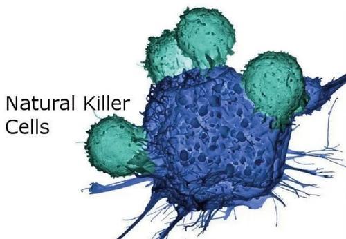 一文了解干细胞和NK免疫细胞疗法的异同