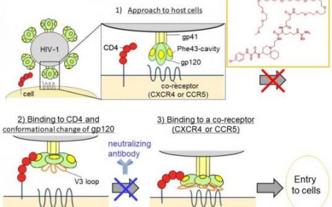 科学家创造了一种新型分子，可防止艾滋病毒攻击免疫细胞