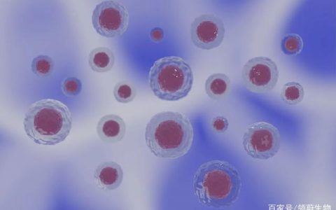 干细胞携手免疫细胞，更好治疗脑损伤！Stem Cells最新研究