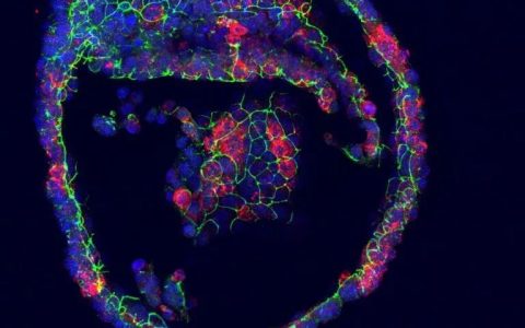干细胞领域的突破！科学家们首次让一团细胞“哭”了出来……它有什么用？