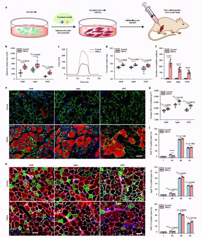 攻克单能干细胞疗法难题！科学家实现肌肉干细胞体内外高效扩增