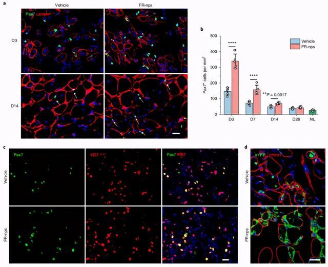 攻克单能干细胞疗法难题！科学家实现肌肉干细胞体内外高效扩增