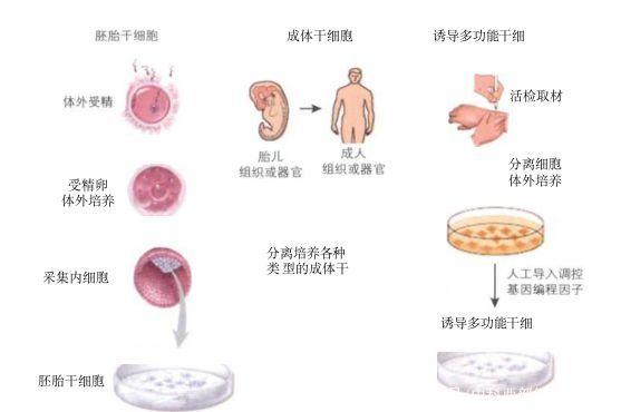 什么是干细胞?这里全面解释 什么是干细胞?这里全面解释