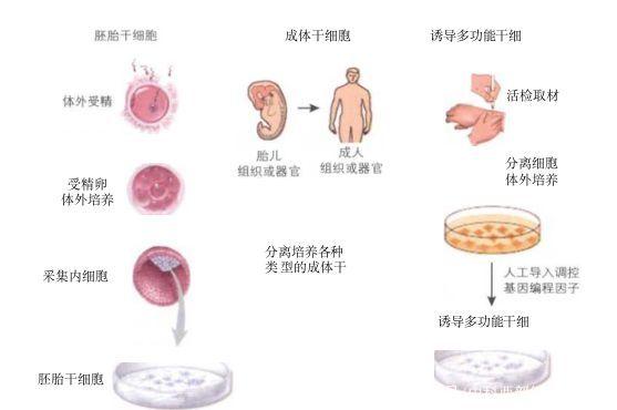 什么是干细胞？这里全面解释