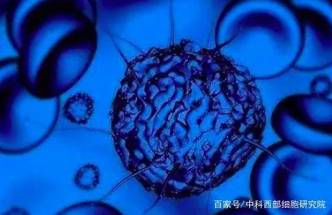 什么是干细胞?这里全面解释 什么是干细胞?这里全面解释