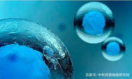 什么是干细胞?这里全面解释 什么是干细胞?这里全面解释
