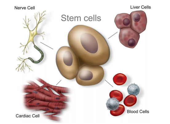干细胞和免疫细胞有何不同？让我们一探究竟！