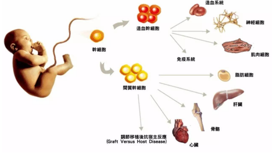 干细胞和免疫细胞有何不同？让我们一探究竟！