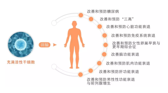 干细胞和免疫细胞有何不同？让我们一探究竟！