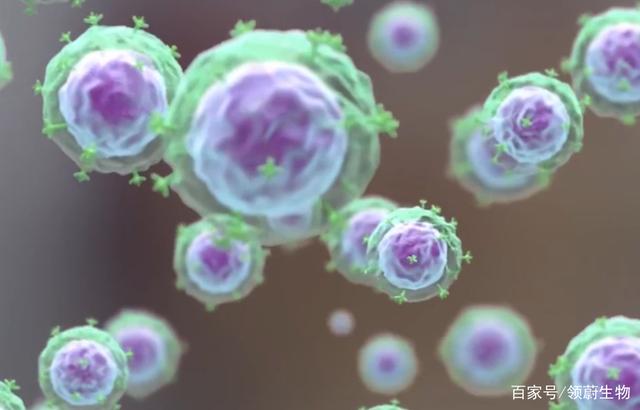 《Nature》颠覆性发现！器官中25%细胞竟是免疫细胞！