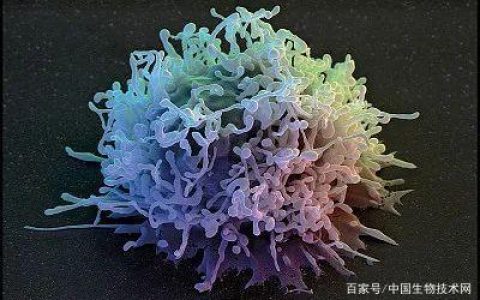 免疫细胞杀死癌细胞的过程，太帅了！