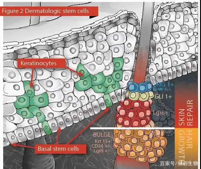 干细胞在皮肤抗衰老领域的应用，从细胞开始重返青春