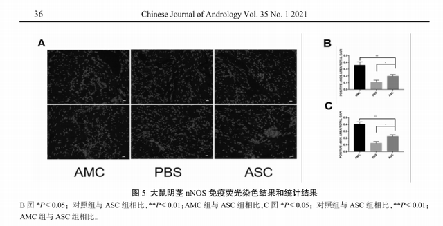 干细胞治疗神经损伤性勃起功能障碍的潜力