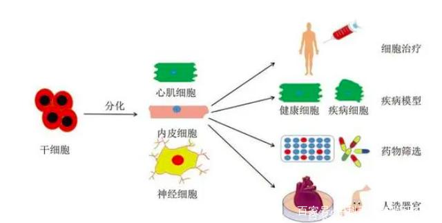 干细胞的临床应用的必要性