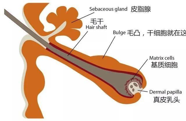 你的“头”等大事有着落了，干细胞有望周期性再生毛囊！