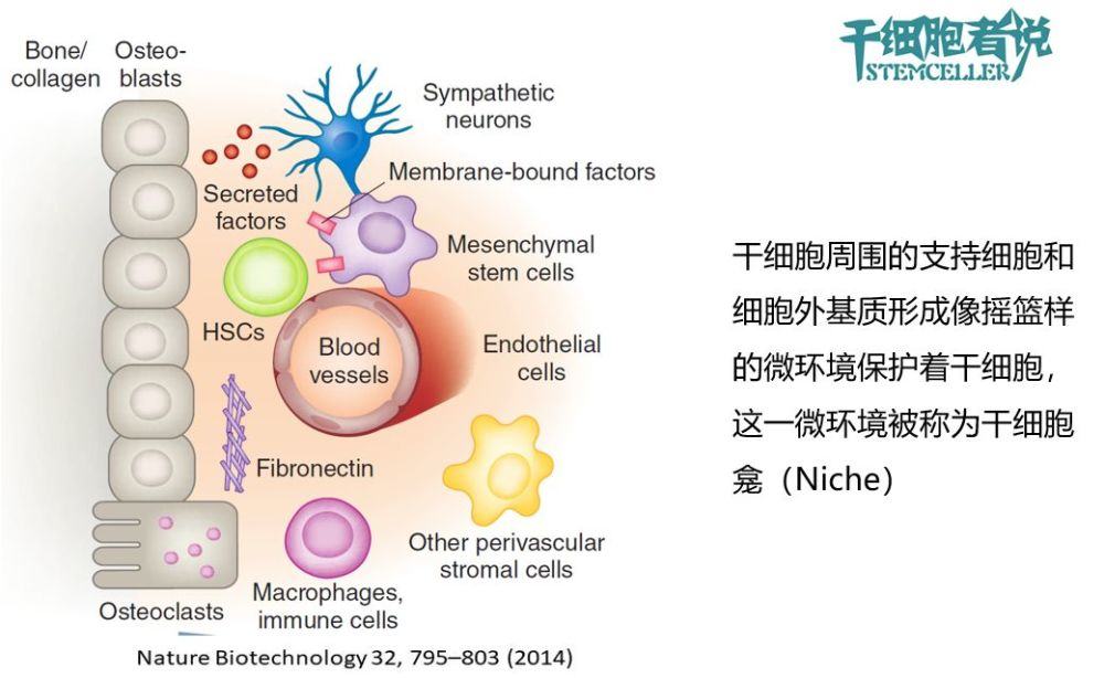 组织修复与再生，干细胞扮演着什么角色