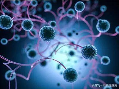 领蔚生物：打造干细胞产业的“独角兽”