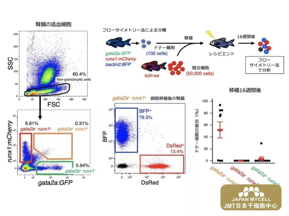 日本最新造血干细胞分离方法来了！