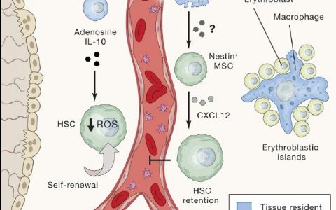 有意思的关系：干细胞与驻留免疫细胞的相互作用