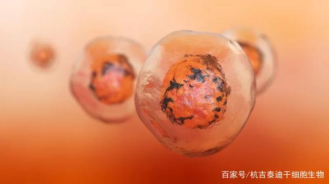 造血干细胞移植治疗银屑病研究进展