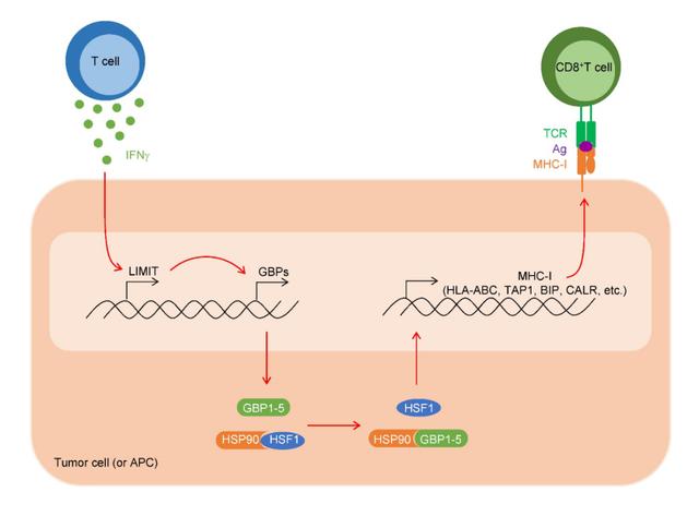 邹伟平团队Nature子刊揭示癌症中首个免疫原性lncRNA