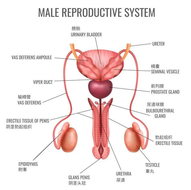 多种干细胞疗法丨成为男性勃起功能障碍的希望