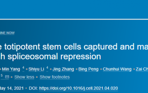 Cell |重大突破！北京大学杜鹏团队实现全能干细胞体外的稳定培养