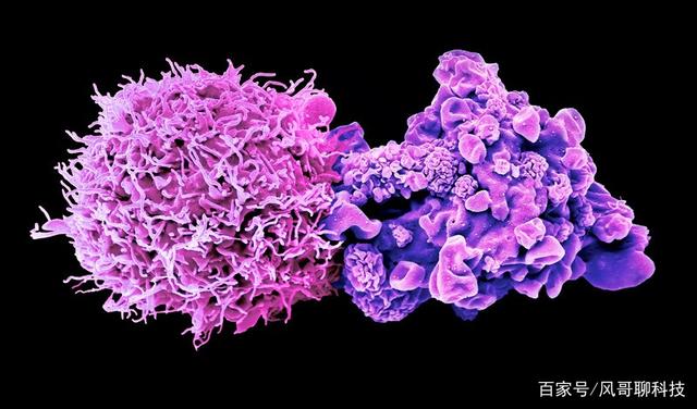 科学家发现癌细胞带有干细胞特性，治愈癌症或许指日可待！