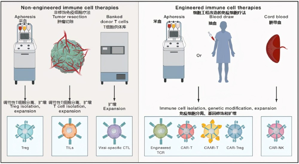 NK免疫细胞疗法：为何沦为癌症患者的“超级杀手”？