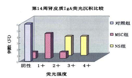 临床探究：干细胞移植将成为IgA肾损伤的重要突破口？