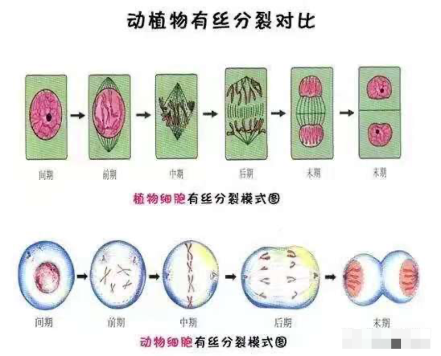 你输的“干细胞”，是真的吗？