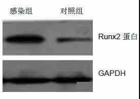 研究发现：脐血干细胞可有效促进骨细胞生成