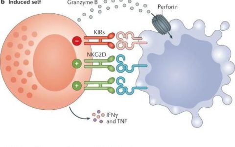 【干活】肿瘤NK细胞免疫疗法大揭秘