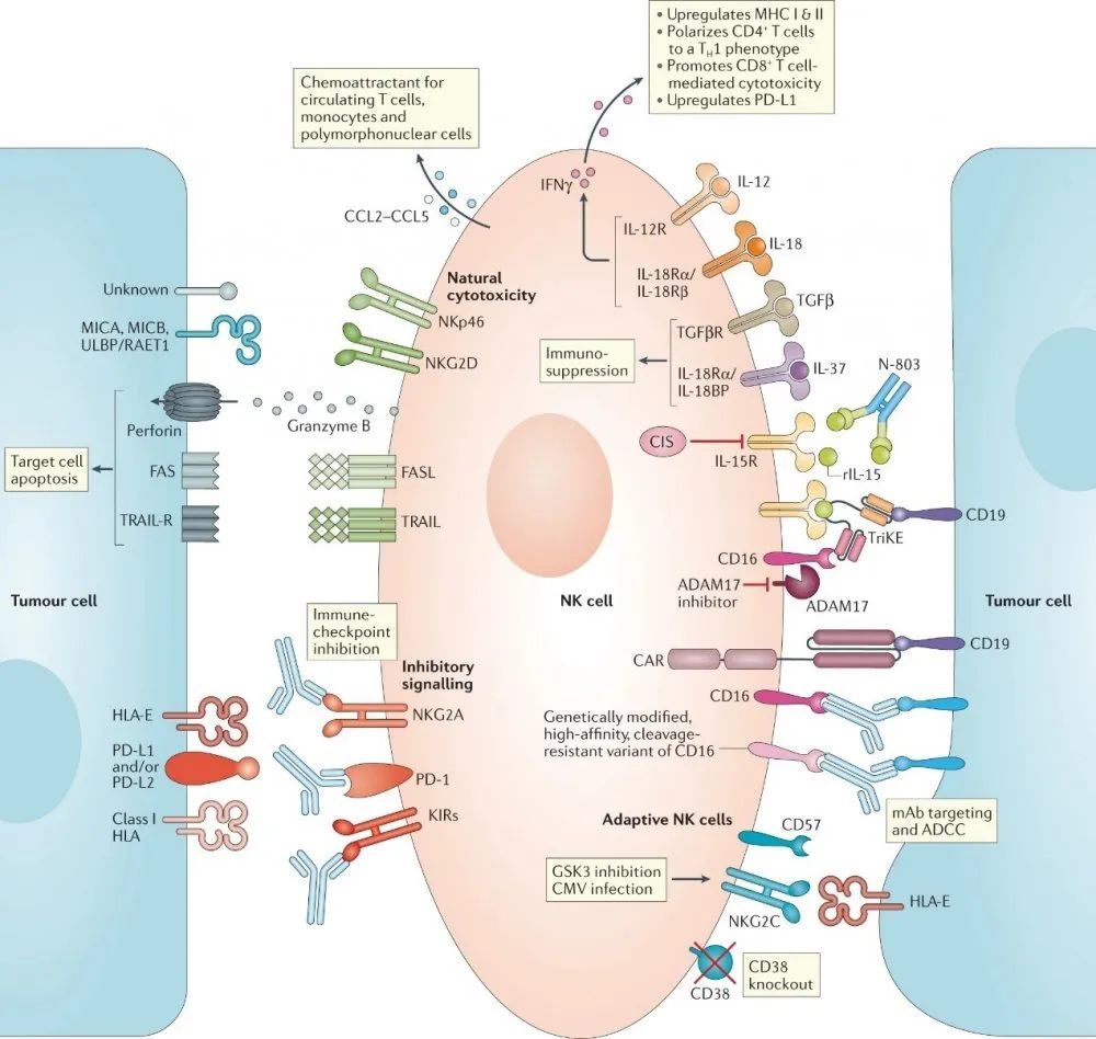 【干活】肿瘤NK细胞免疫疗法大揭秘