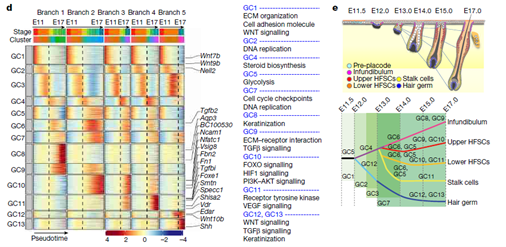 “头等大事”，追本溯源！Nature 重磅报道毛囊干细胞起源