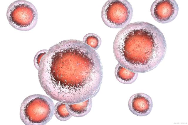 为什么干细胞移植能够治疗前列腺炎？