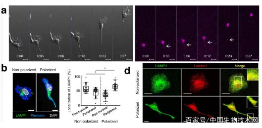 日本研究人员Nature子刊揭示免疫细胞迁移的新分子机制