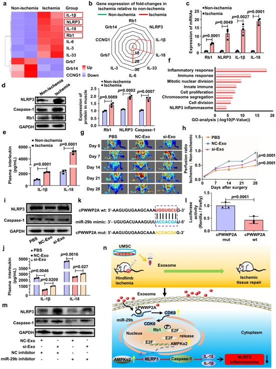 Nature子刊：我国科学家揭示干细胞衍生性外泌体修复缺血性肌肉损伤机制