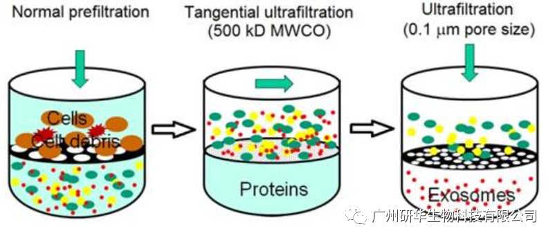 外泌体是如何获得的