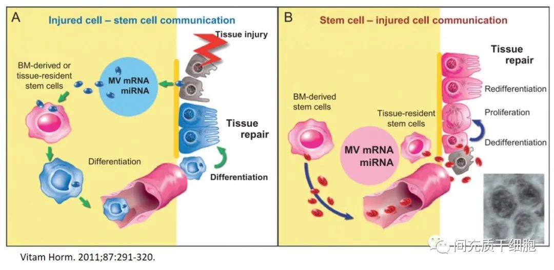 干细胞的下一个风口，或许是干细胞外泌体