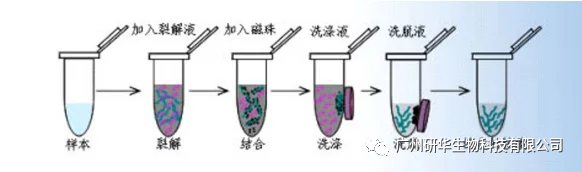 外泌体是如何获得的