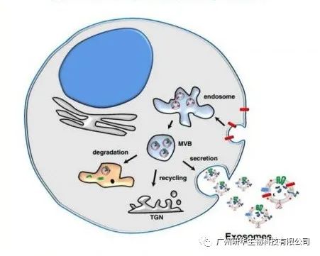 外泌体是什么