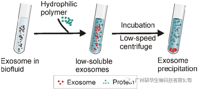 外泌体是如何获得的
