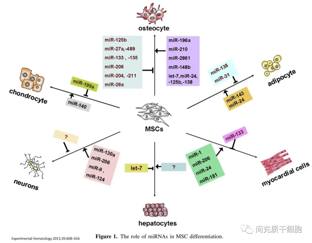 干细胞的下一个风口，或许是干细胞外泌体