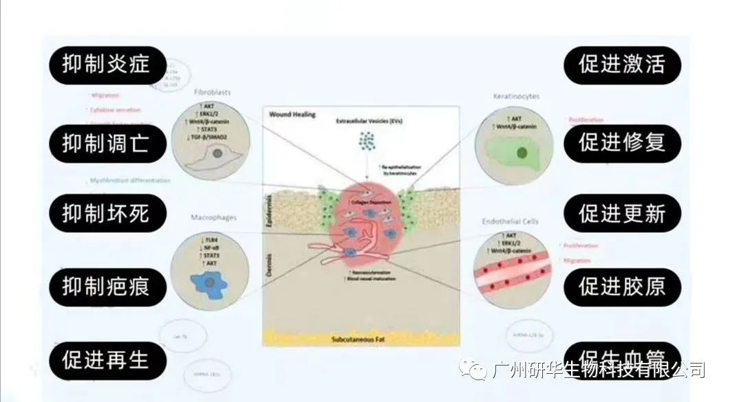 外泌体在皮肤修复与抗衰老中达到的效果