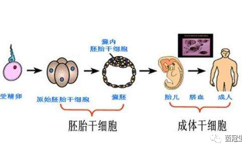 六问六答带你深入了解干细胞