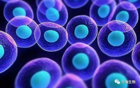 “干细胞和基因治疗产品”成为国家药监局第二批10个重点项目之一